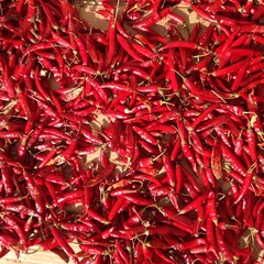 Fototapeta premium sardinian chili