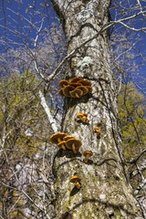 Funghi in Val di Mello 03