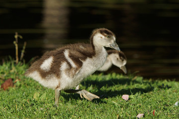 Egyptian Goose, Alopochen aegyptiaca