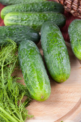 cucumber