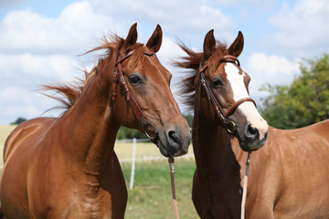 Fototapeta na wymiar Two chestnut horses standing together