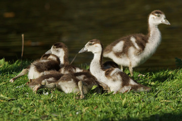 Egyptian Goose, Alopochen aegyptiaca