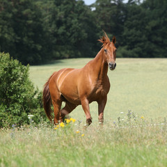 Amazing Budyonny horse running on meadow