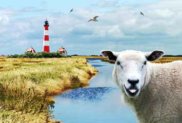 freundliches Schaf, Nordfriesland
