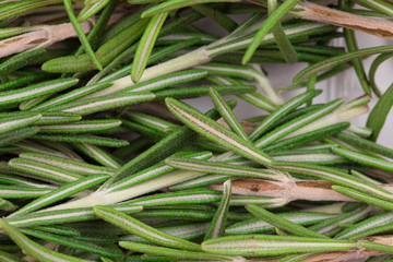 Rosemary herb