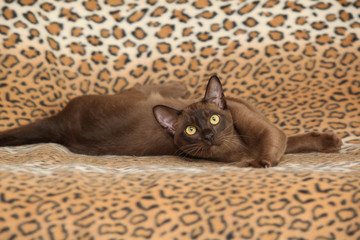 Beautiful Burmese cat in front of some blanket
