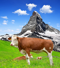 Fototapeta na wymiar Cow in the meadow.In the background of the Matterhorn.