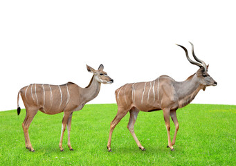 greater kudu on white background