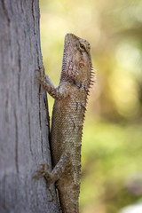 Closeup of an Oriental Garden Lizard (Calotes versicolor)