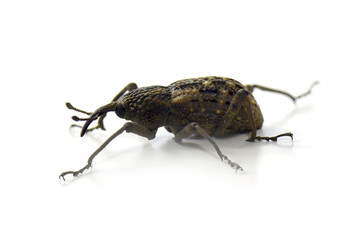 Japanese Giant Weevil