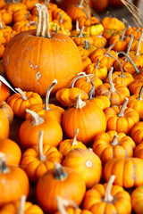 Pumpkins