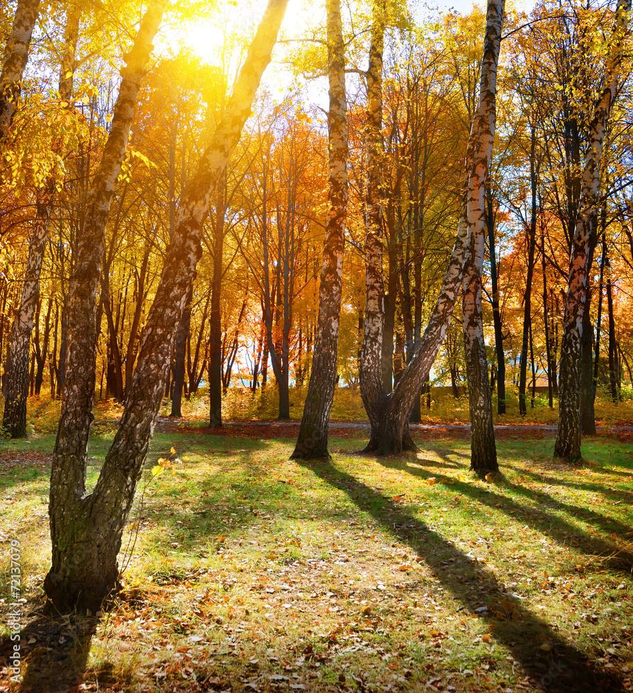 Wall mural Autumn park