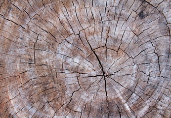 Wooden texture of a tree trunk,Background texture.