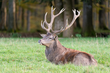 Rothirsch, Red deer, Cervus elaphus