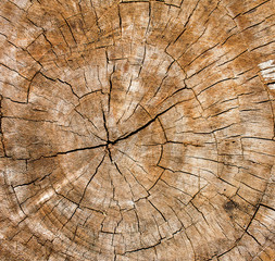 Wooden texture of a tree trunk,Background texture.