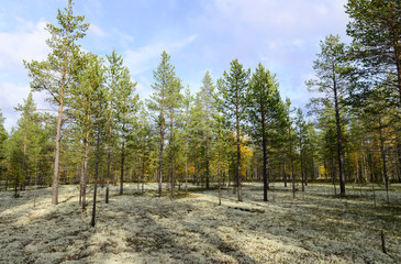 autumn landscape Russian forest tundra - 72138281