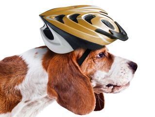 beagle in  helmet on white
