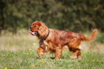 Pedigree Cavalier King Charles Spaniel Dog
