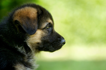 Close-up of german shepherd puppy