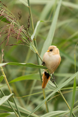 Bearded tit, female wild bird