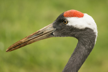 Crane, wild bird, Grus grus.