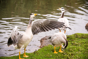 Bar-headed geese