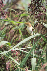Reed Warbler