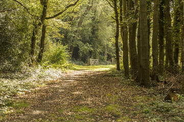 Leafy countryside path with a wooden gate in the distance