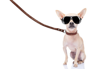 dog walker