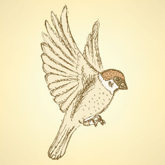 Sketch cute sparrow