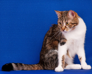 Adult cat