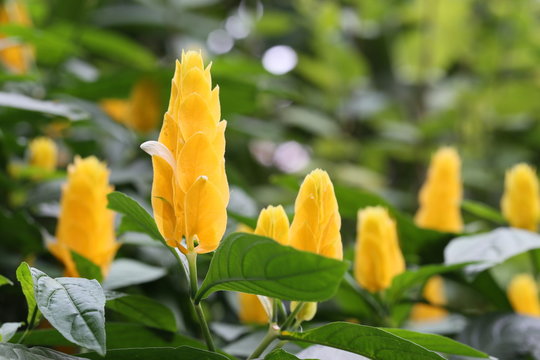 Fototapeta パキスタキス ルテア　-Pachystachys lutea-