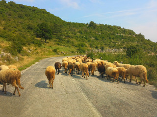 Schafe auf einer Bergstra&szlig;e mit blauem Himmel und Sonnenschein