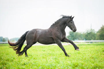 Black friesian horse running on the pasture