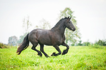Fototapeta na wymiar Black friesian horse running on the pasture