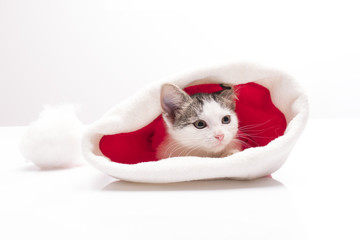 Kitten in a hat of Santa Claus