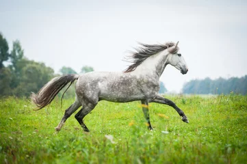 Abwaschbare Fototapete Reiten Andalusian stallion running on the pasture in autumn