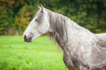Portrait of beatiful andalusian stallion