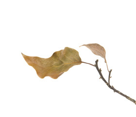 dry branch