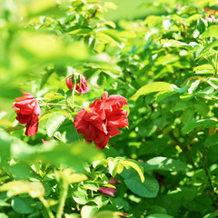 Red rose bush composition