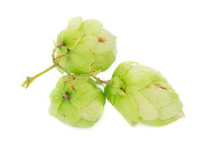 hop isolated