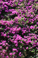 Hintergrund - Mediterrane Pflanzen