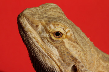 Agama lizard from Australia