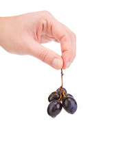 Hand holding black grape fruit