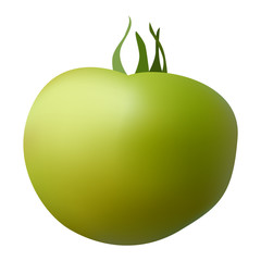 Raw tomato vector