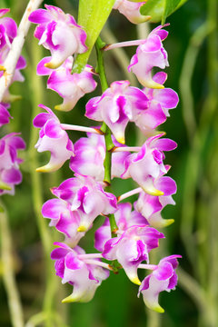 Aerides lawrenceae, Philippines