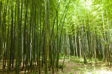Tissu par mètre Bambou Chemin de la forêt de bambous