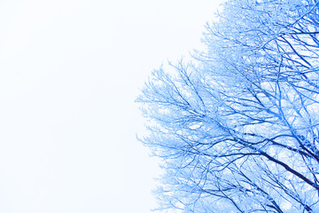 Snow, snow scene, covered with snow in Japan