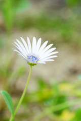 Arctotis venusta, Asteraceae, Africa