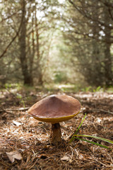 Hongo Boletus Suillus en un Pinar